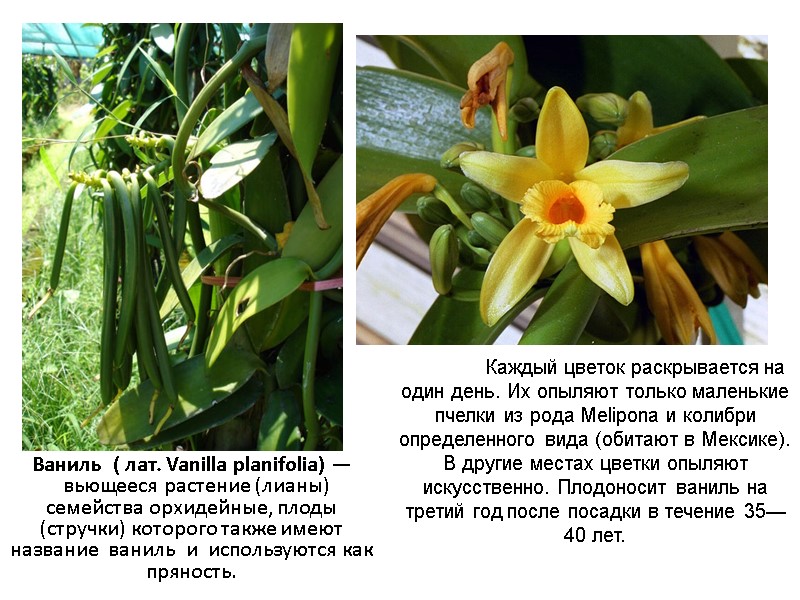 Ваниль  ( лат. Vanilla planifolia) —  вьющееся растение (лианы) семейства орхидейные, плоды